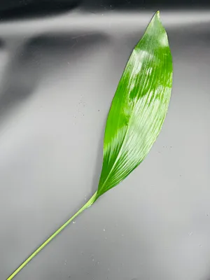 Aspidistra