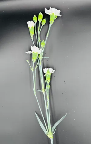 Dianthus biely