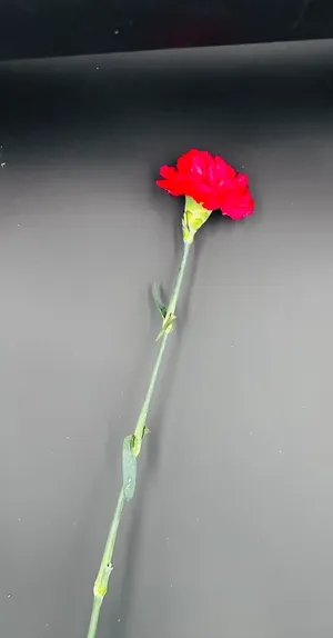 Dianthus červený