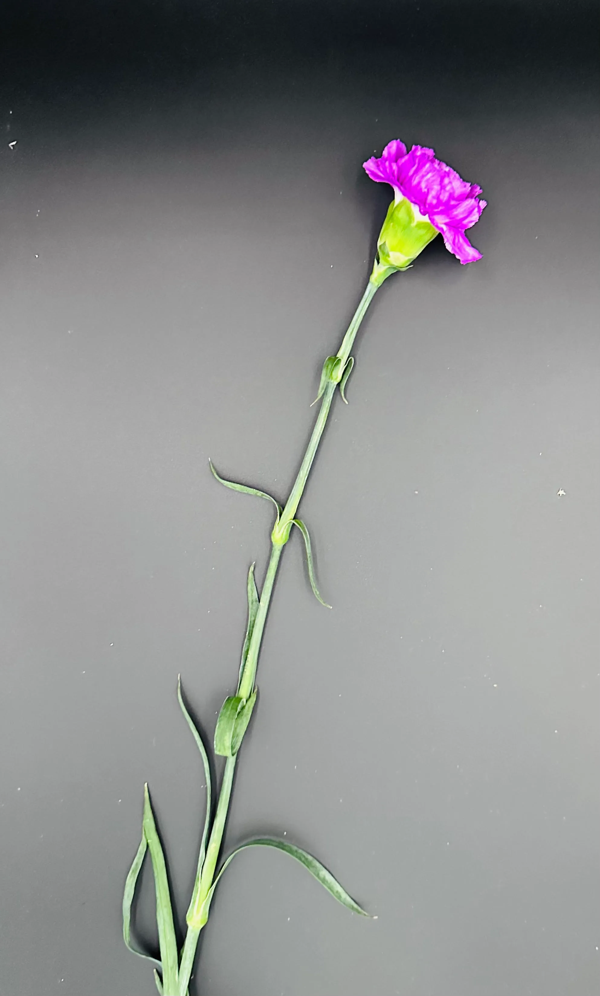 Dianthus fialový