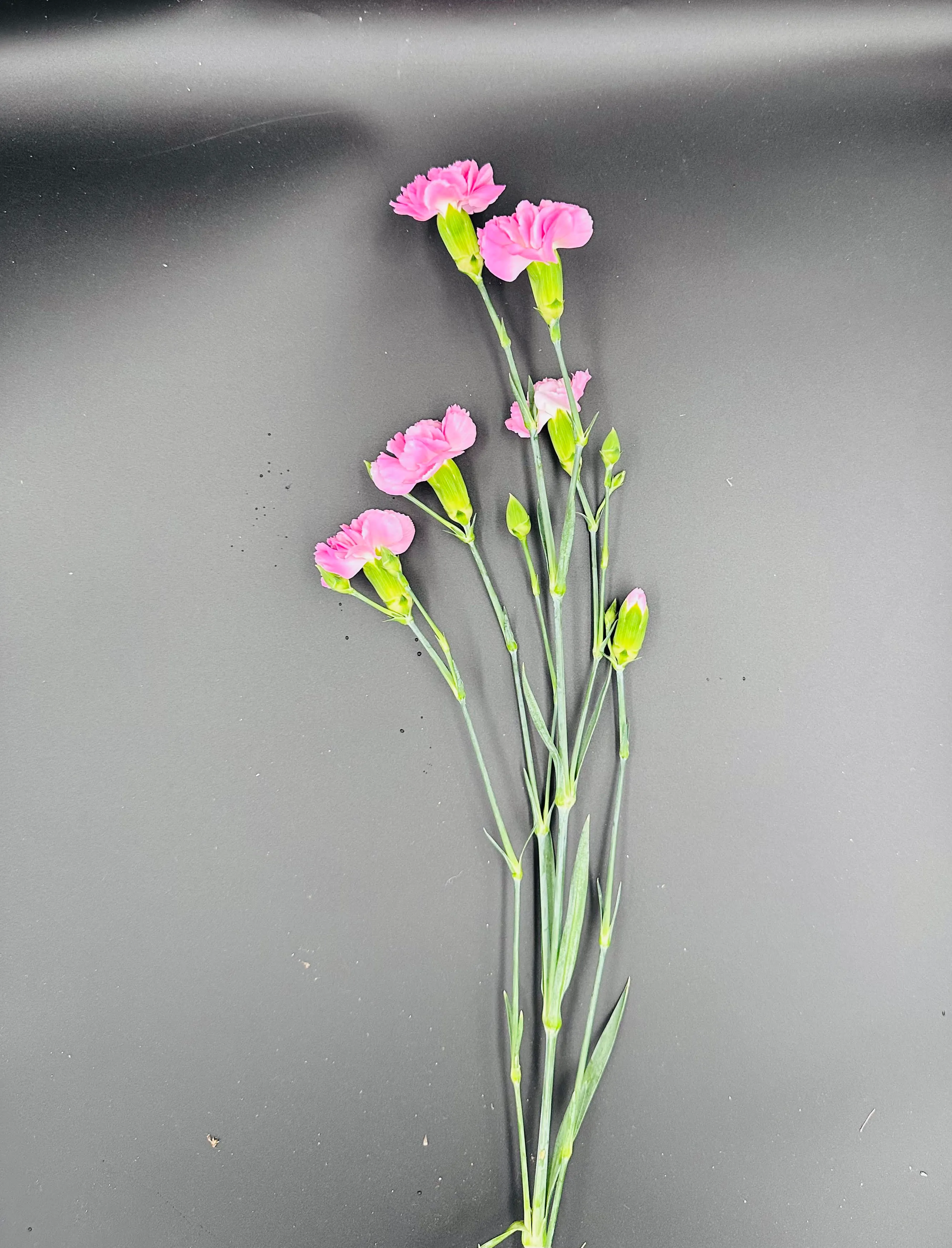 Dianthus ružový