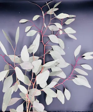 Eukalyptus