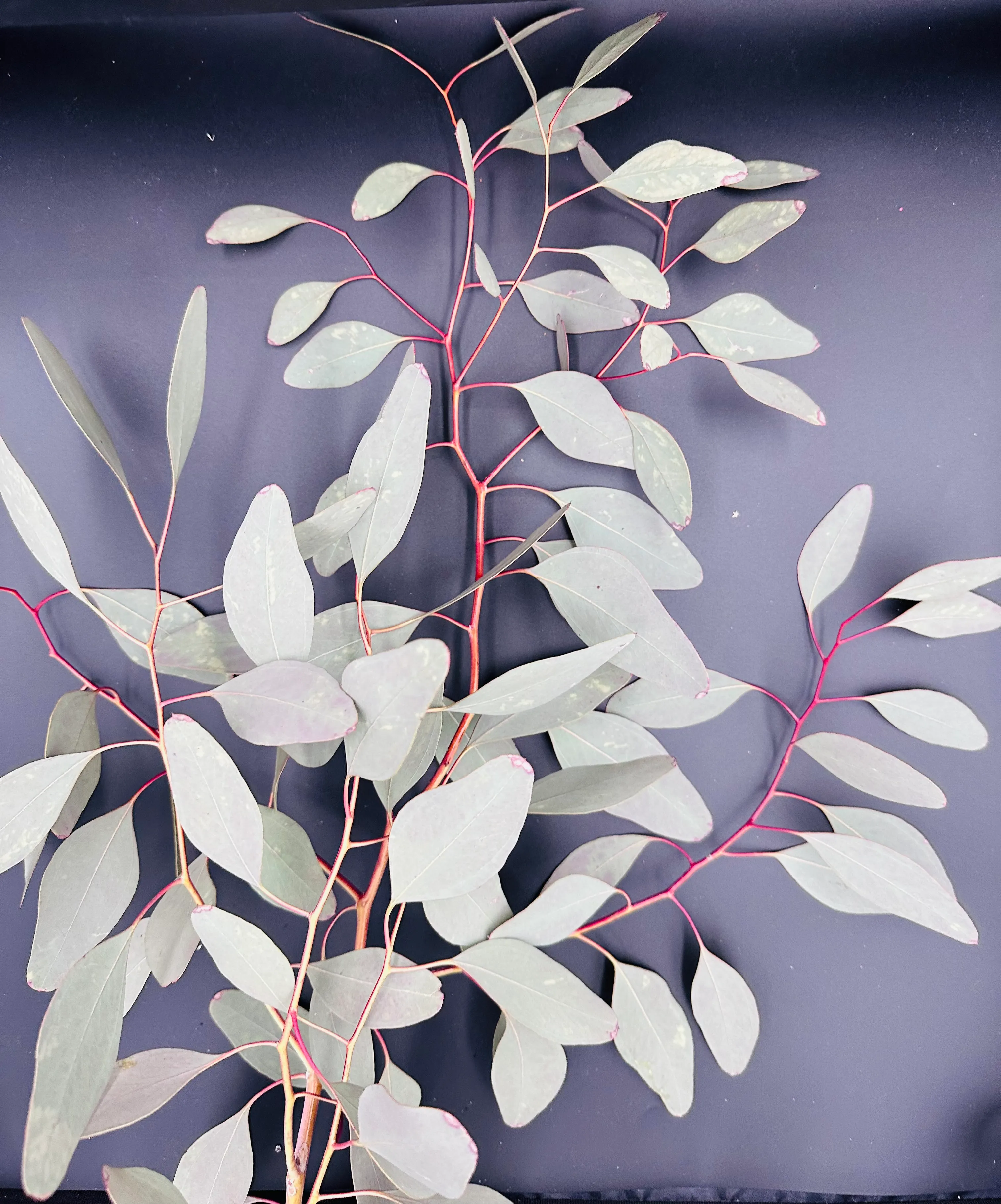 Eukalyptus