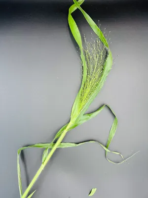 Panicum
