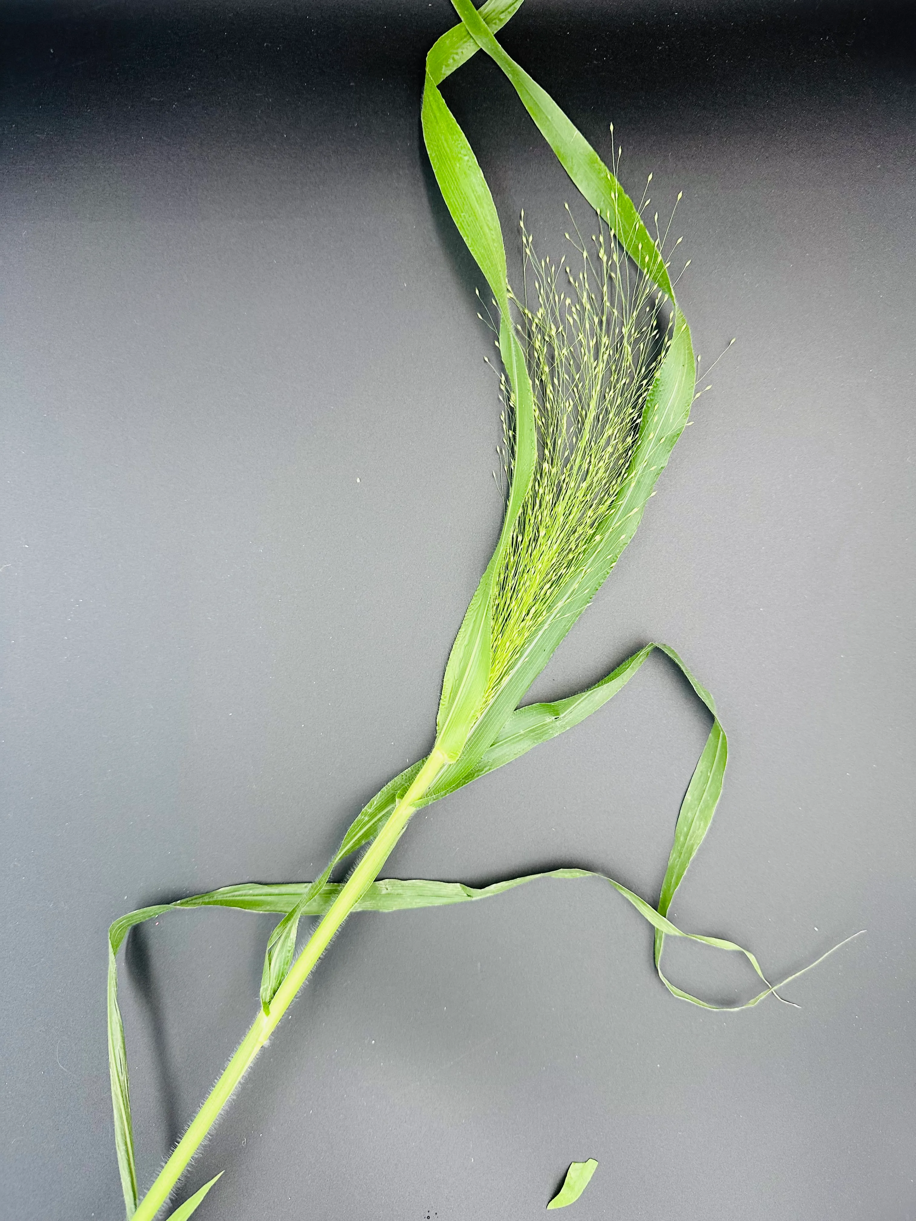 Panicum