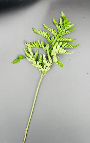 Ruskus