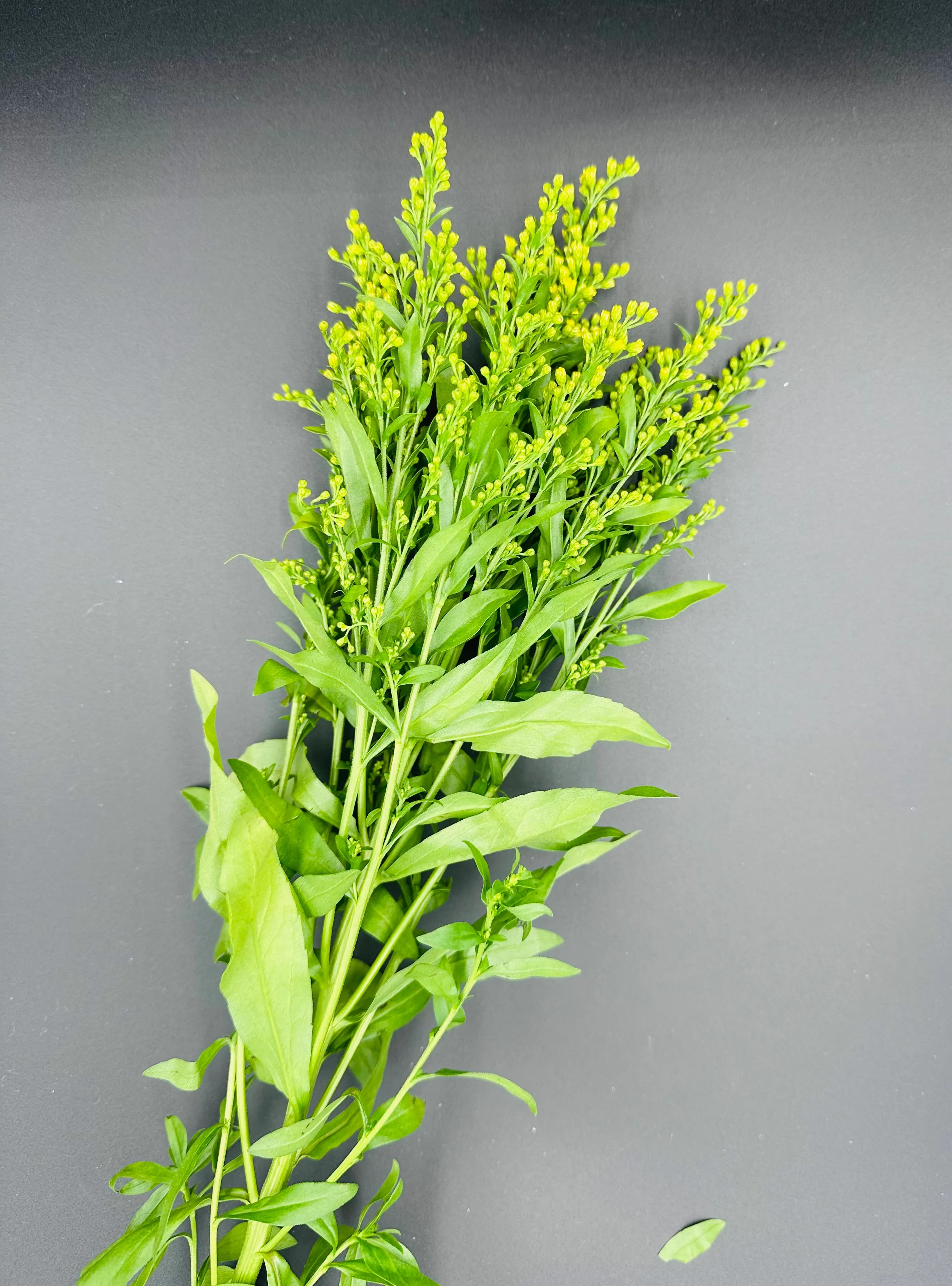 Solidago