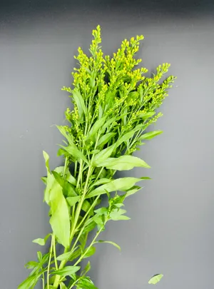 Solidago